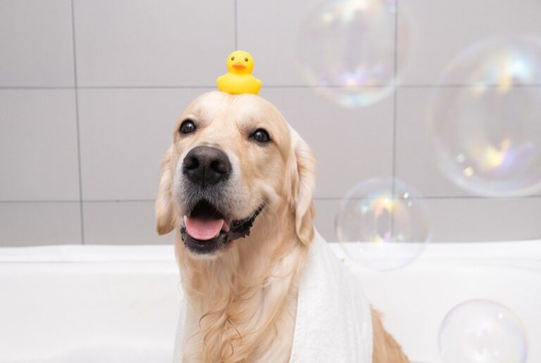 Are Bubbles Safe for Dogs? An In-Depth Guide for Canine Enthusiasts
