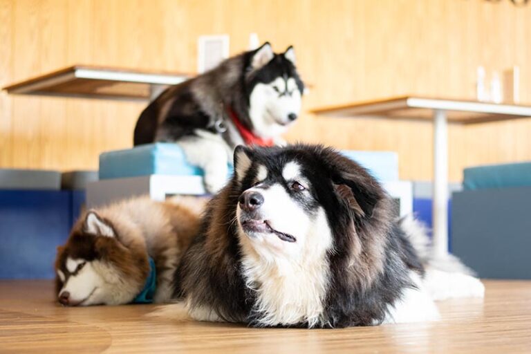Are Dog Cafes Good for Dogs? A Dog Lover&lsquo;s Perspective