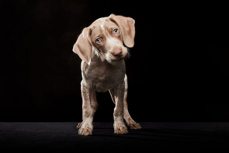 Are Dogs Afraid of the Dark? An In-Depth Look from a Dog Lover&lsquo;s Perspective