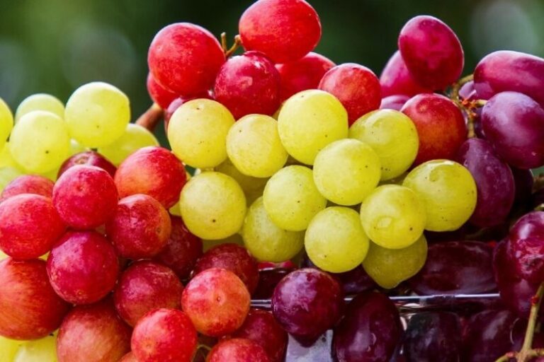 Help! My Dog Ate a Grape – Are Dogs Allergic to Grapes?