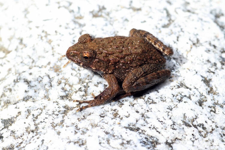 Frog Toxicity in Dogs: A Science-Based Guide for Concerned Pet Parents