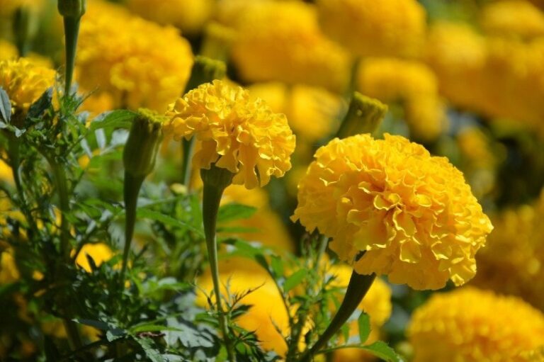 Are Marigolds Safe for Dogs? An In-Depth Look at the Risks and Benefits
