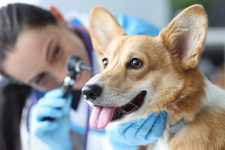 Hearing Aids for Dogs: A Comprehensive Guide