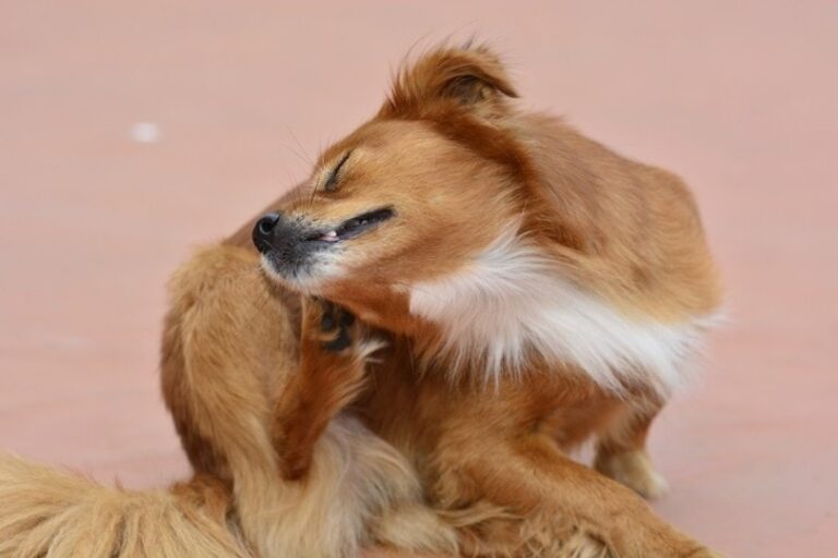 Fleas in Arizona: A Dog Lover&lsquo;s Guide to Protecting Your Pet