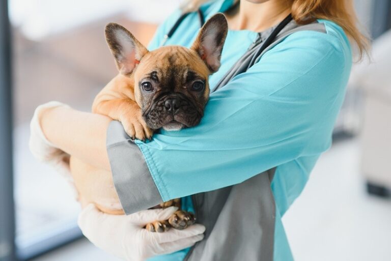 The True Cost of Canine Care: Budgeting for Your Dog&lsquo;s Health in 2025