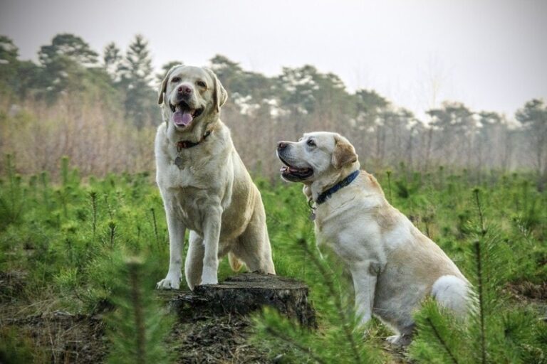The Bitch&lsquo;s Heat Cycle: A Dog Lover&lsquo;s Guide to Proestrus and Estrus Behavior