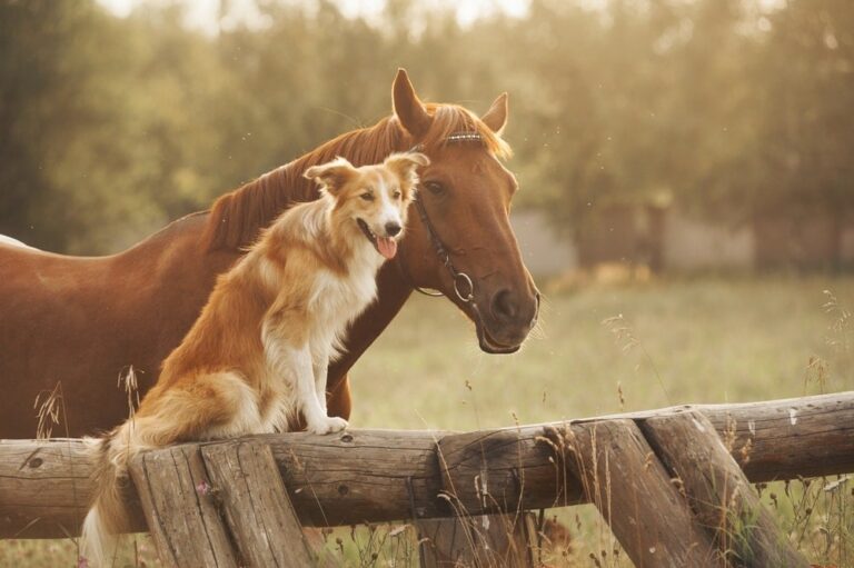 The Unsung Heroes of the Farm: Celebrating the Invaluable Contributions of Farm Dogs