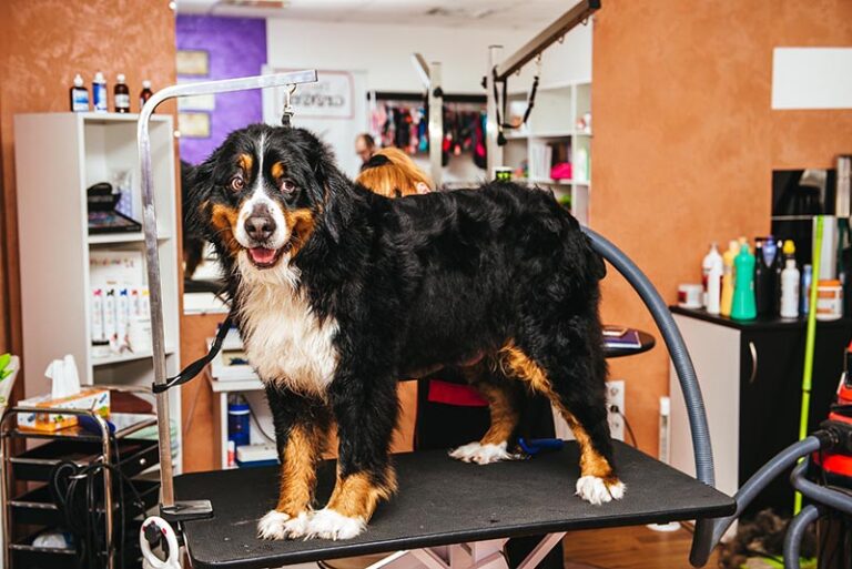 The Ultimate Guide to Bernese Mountain Dog Grooming: Tips, Tricks, and Techniques from a Dog Lover and Vet