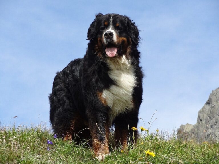 How Long Do Bernese Mountain Dogs Live? Lifespan and Care Guide