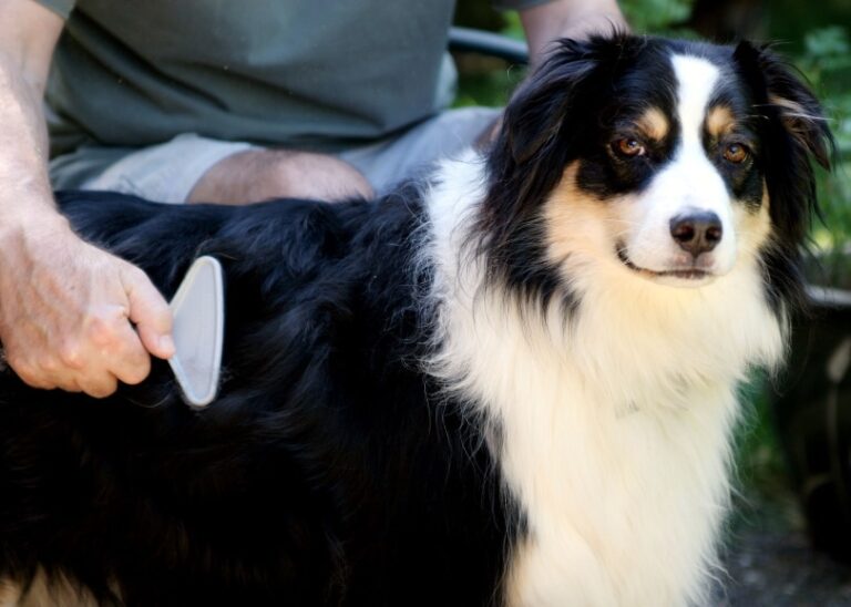 The Dog Lover&lsquo;s Guide to the Best Brushes for Long Hair Dogs in 2026