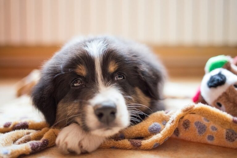 The 7 Best Calming Aids for Dogs in 2026: An Expert&lsquo;s Guide