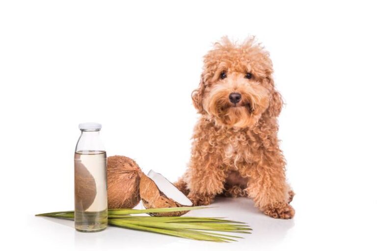 The 9 Best Coconut Oil Products for Dogs in 2026