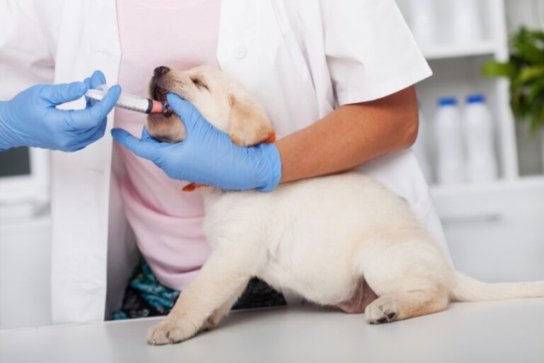Protecting Your Puppy from Parasites: A Veterinarian&lsquo;s Guide to the Best Dewormers for Puppies Under 5 Pounds (Updated for 2026)