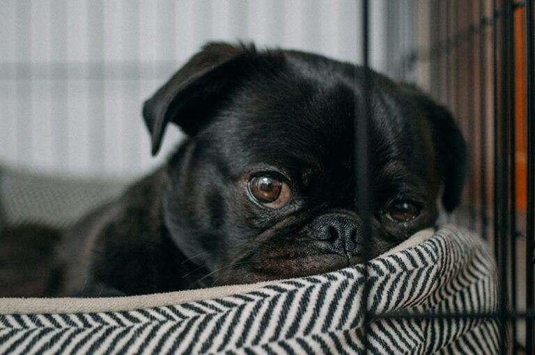 The 7 Best Dog Beds for Relieving Anxiety in 2026