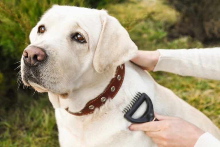 The 7 Best Dog Brushes for Labrador Retrievers in 2026: A Dog Lover&lsquo;s Guide