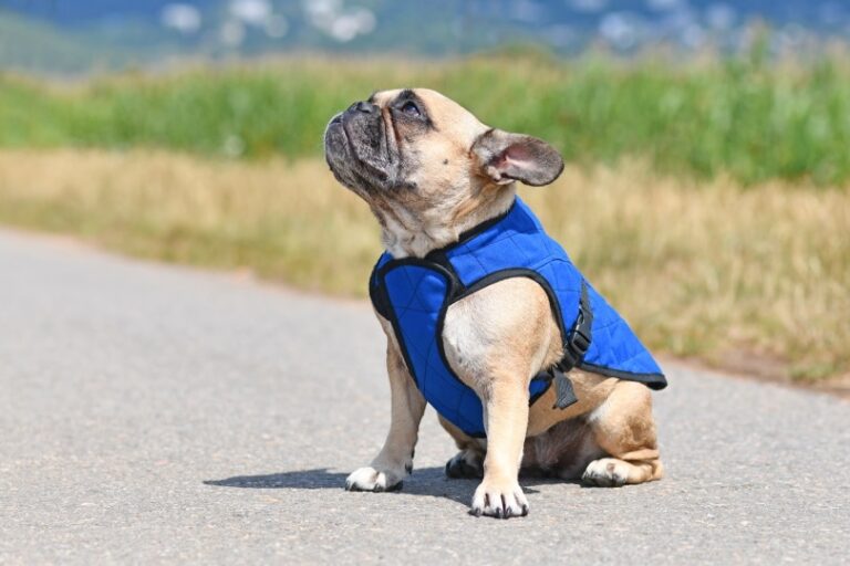 10 Best Dog Cooling Vests in 2026: Reviews & Top Picks