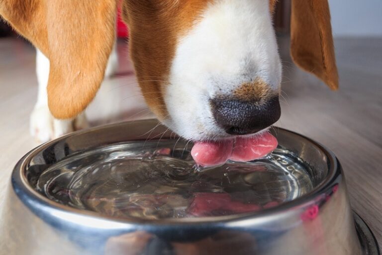 8 Best Dog Dental Water Additives in 2026 – Reviews & Top Picks