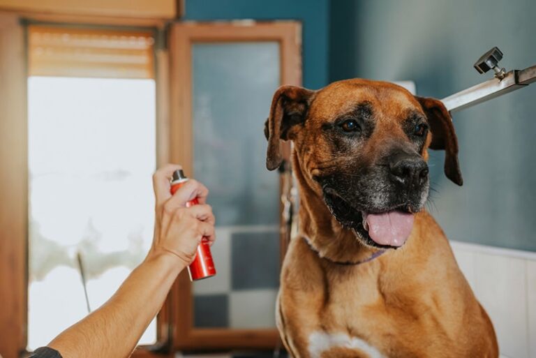 The Dog Lover&lsquo;s Guide to the Best Deodorizing Sprays of 2026