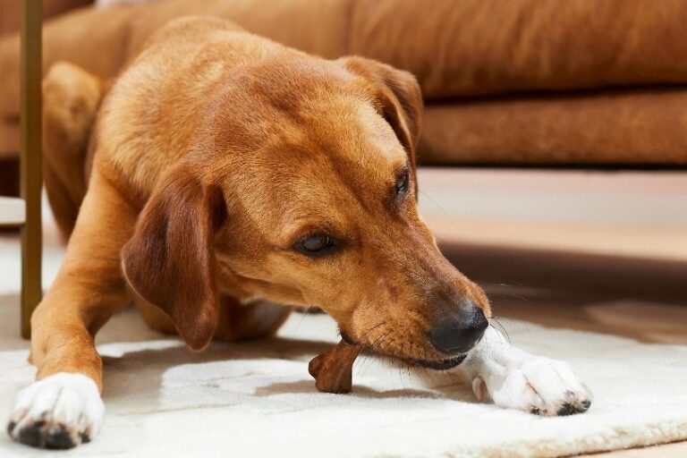 The 7 Best Dog Jerky Treats of 2026