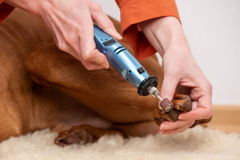 Best Dog Nail Grinders in 2026: An In-Depth Look at the Petlibro Nail Grinder