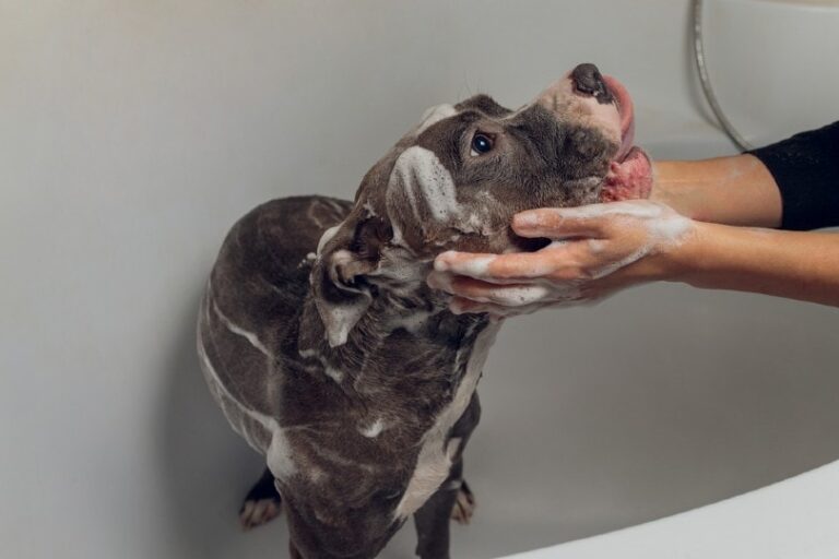 11 Best Dog Shampoos for Dandruff in 2026: Reviews & Top Picks