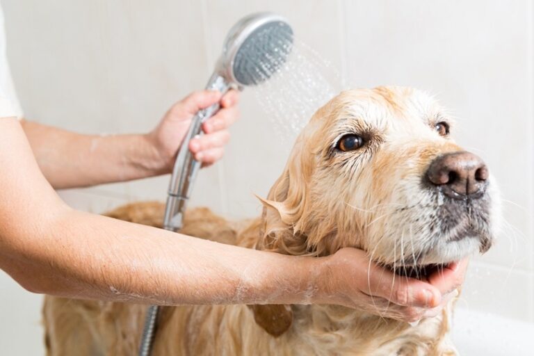 10 Best Dog Shampoos for Sensitive Skin in 2026
