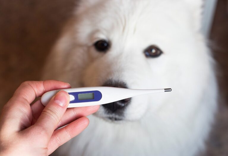 7 Best Dog Thermometers for 2026: An Expert&lsquo;s Guide to Monitoring Your Pup&lsquo;s Health
