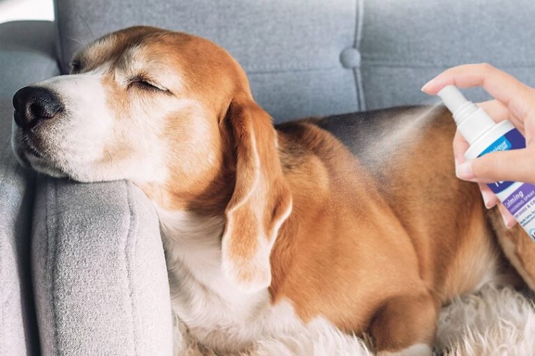 6 Best Essential Oils for Dogs in 2026 – Reviews & Top Picks
