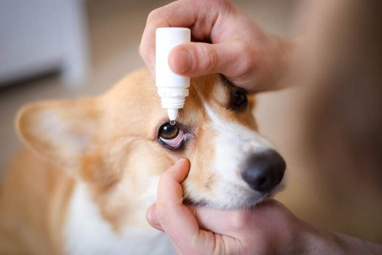 7 Best Eye Drops for Dogs in 2026 – Reviews & Top Picks