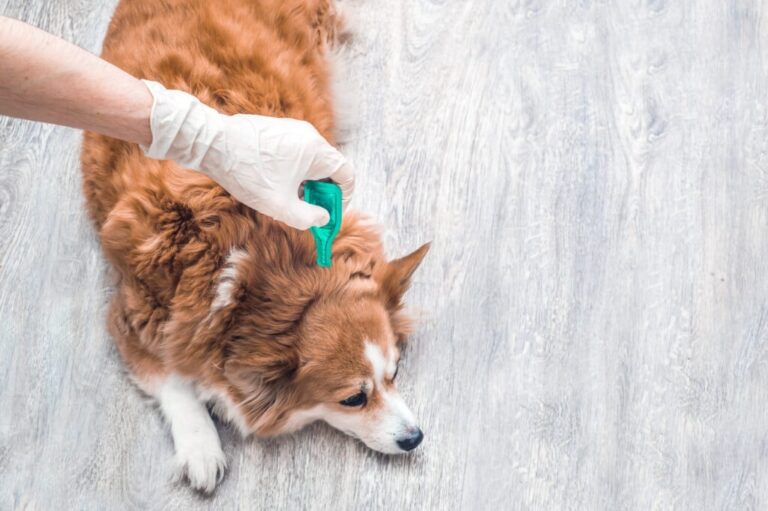 Protecting Your Pup: A Veterinarian&lsquo;s Guide to the Best Flea and Tick Prevention in 2026