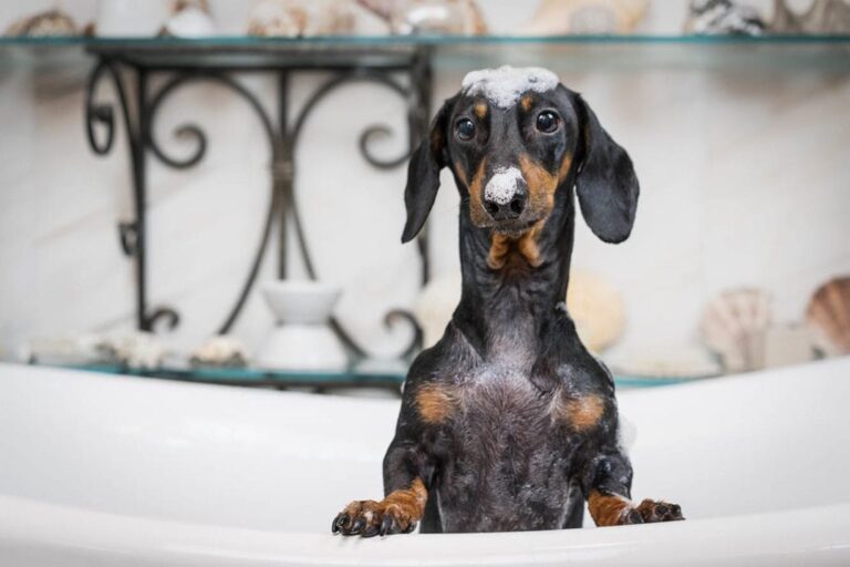 The Best Flea Shampoos for Dogs in 2026: A Comprehensive Guide