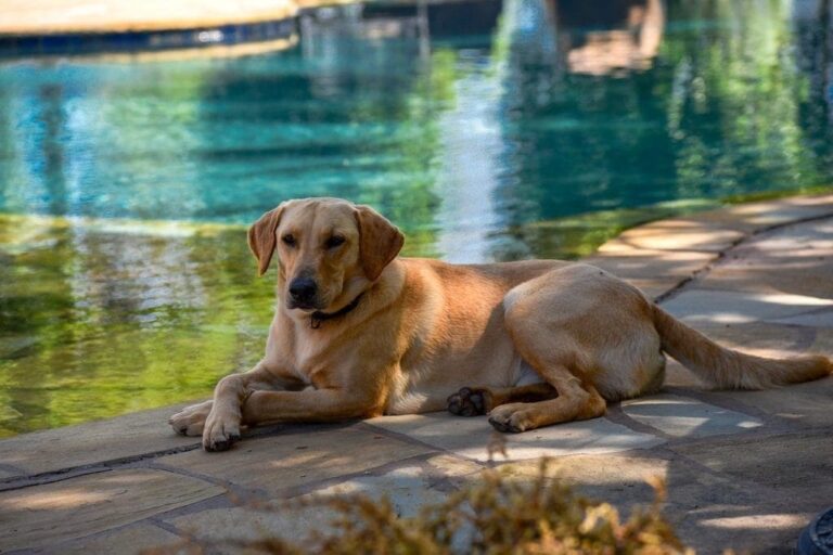 5 Best Fly Repellents for Dogs in 2026 – Reviews & Top Picks