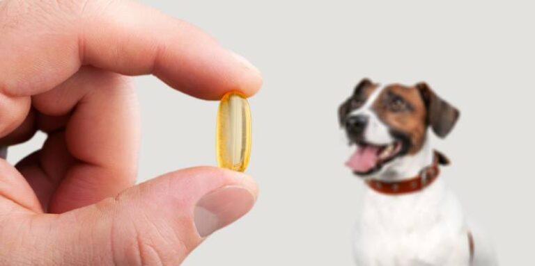 The Ultimate Guide to the Best Krill Oils for Dogs in 2026