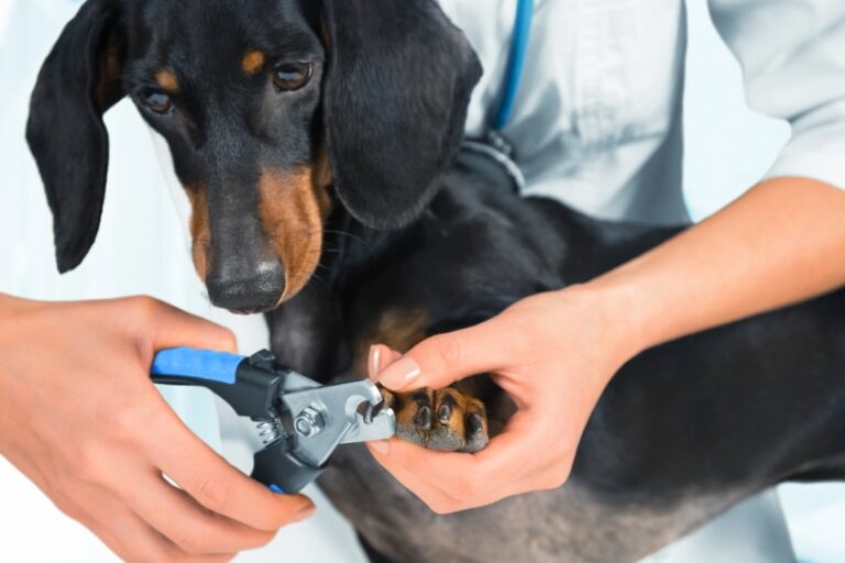 How to Conquer Your Fear of Cutting Your Dog&lsquo;s Black Nails: A Comprehensive Guide
