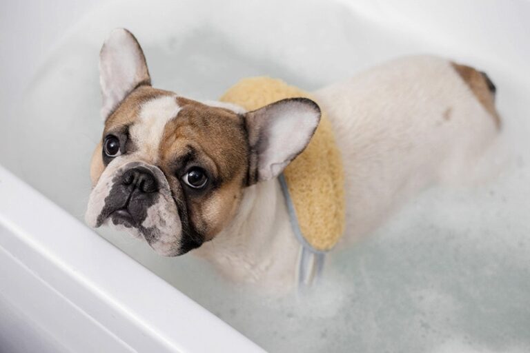 8 Best Oatmeal Shampoos for Dogs in 2026 – Reviews & Top Picks