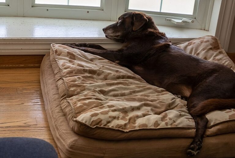 Why Your Dog Deserves the Best Orthopedic Bed in 2026