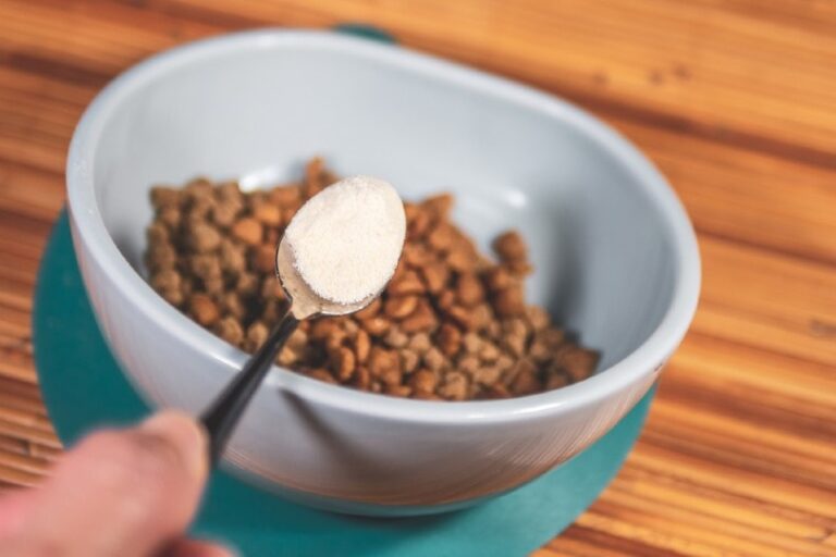 The Dog Lover&lsquo;s Guide to Choosing the Best Probiotic: Veterinarian Recommendations and Tips for Optimal Gut Health