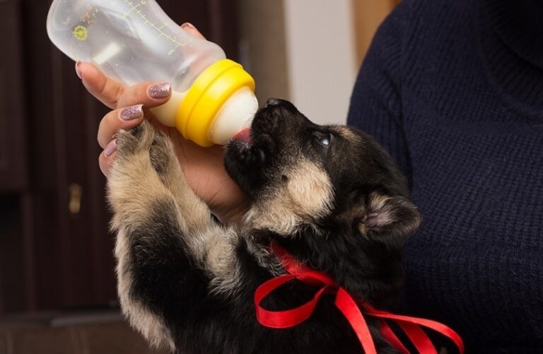 10 Best Puppy Milk Replacers in 2026 – Reviews & Top Picks