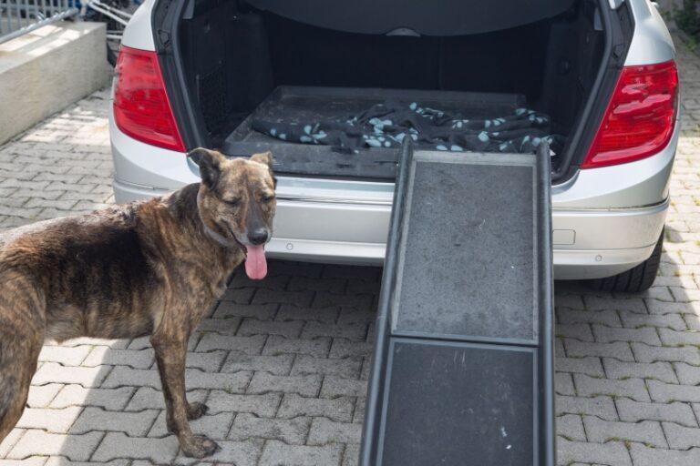 5 Best RV Dog Ramps in 2026: Comprehensive Reviews and Buyer&lsquo;s Guide