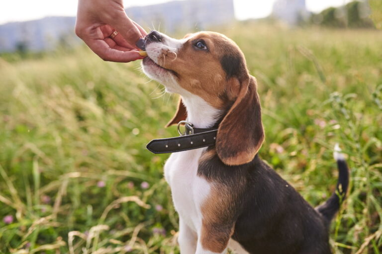 The Ultimate Guide to Salmon Oil Supplements for Optimal Dog Health in 2026