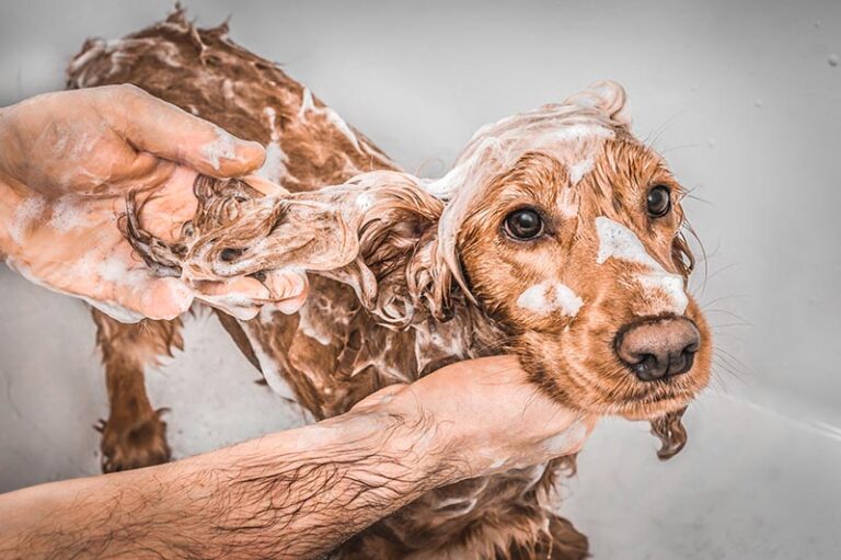 Best Shampoo for Cocker Spaniels: The Ultimate Guide for a Healthy, Lustrous Coat