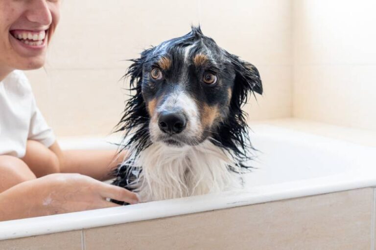 The Best Shampoos for Border Collies in 2026: The Ultimate Guide
