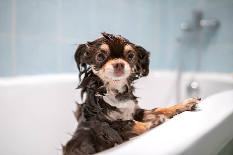 10 Best Shampoos for Chihuahuas in 2026: Reviews & Top Picks