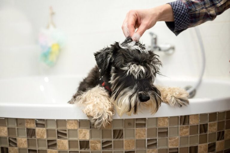 The Ultimate Guide to Choosing the Best Shampoo for Your Miniature Schnauzer