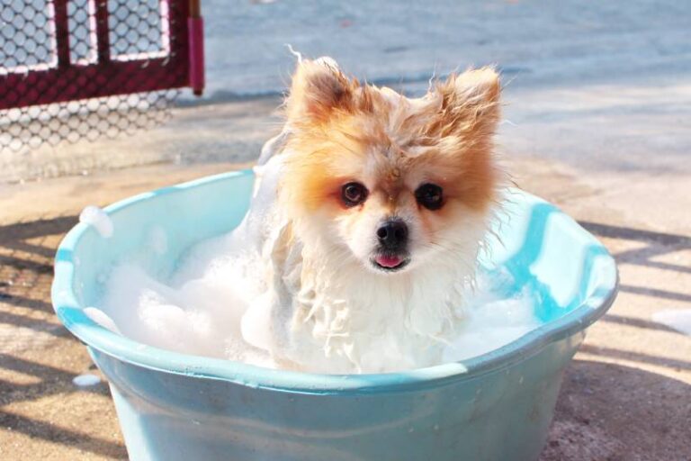 The 10 Best Shampoos for Pomeranians in 2026: An Expert Groomer&lsquo;s Guide