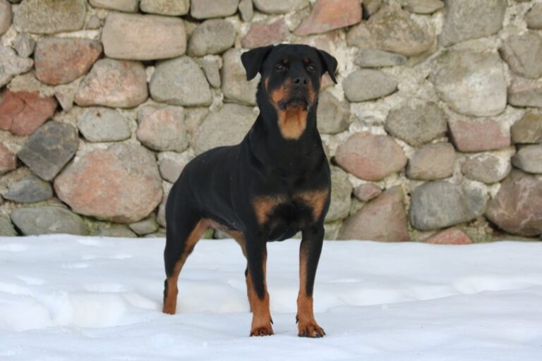7 Best Shampoos for Rottweilers in 2026: Reviews & Top Picks