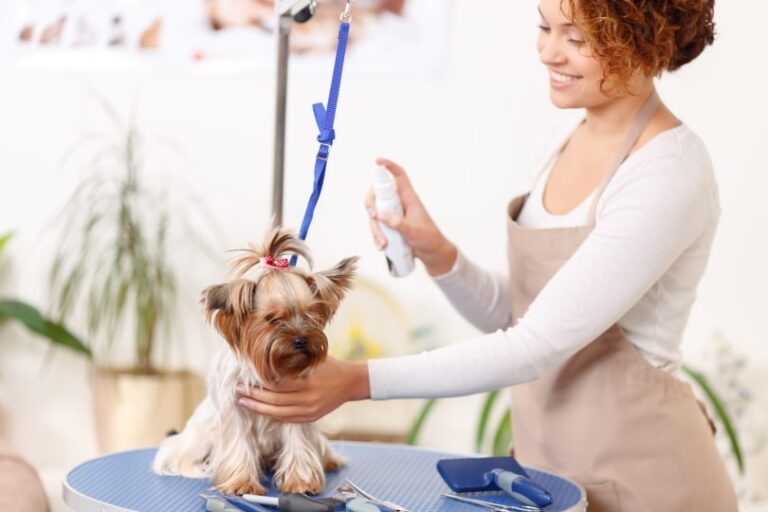 The Ultimate Guide to Shampooing Your Silky Yorkie (2026 Edition)