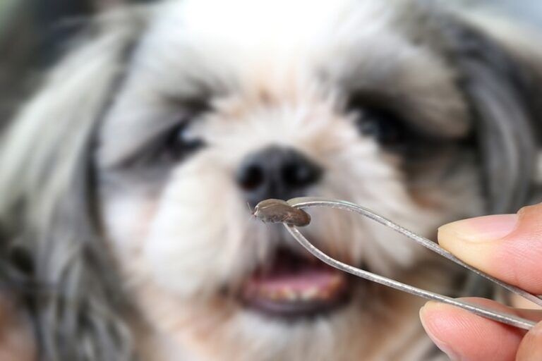 Protecting Your Furry Family: The Best Tick Remover Tools for Dogs & Cats in 2026