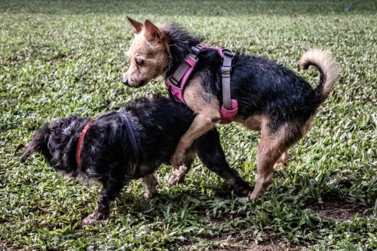 When Is the Best Time to Breed a Dog in Her Heat Cycle? An In-Depth Guide