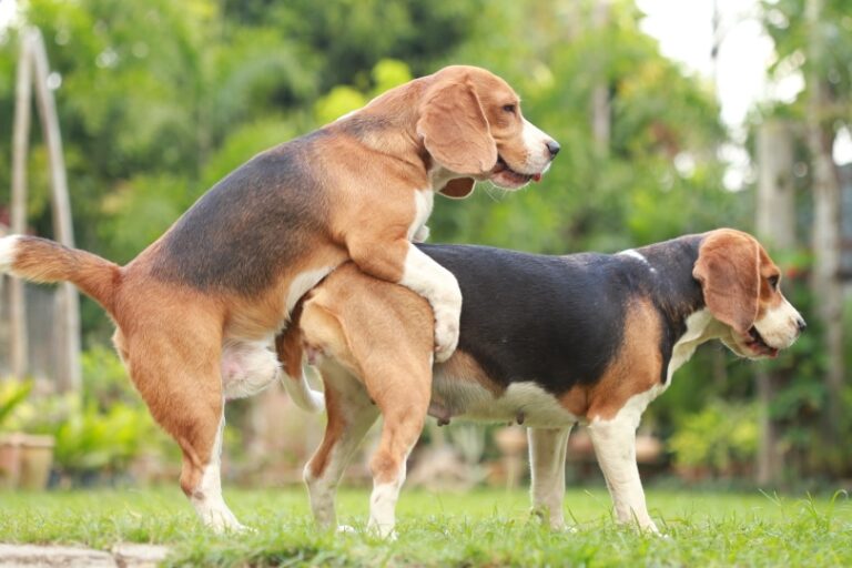 When is the Best Time to Mate a Dog? Facts & FAQ